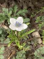 Image of Himalayan windflower