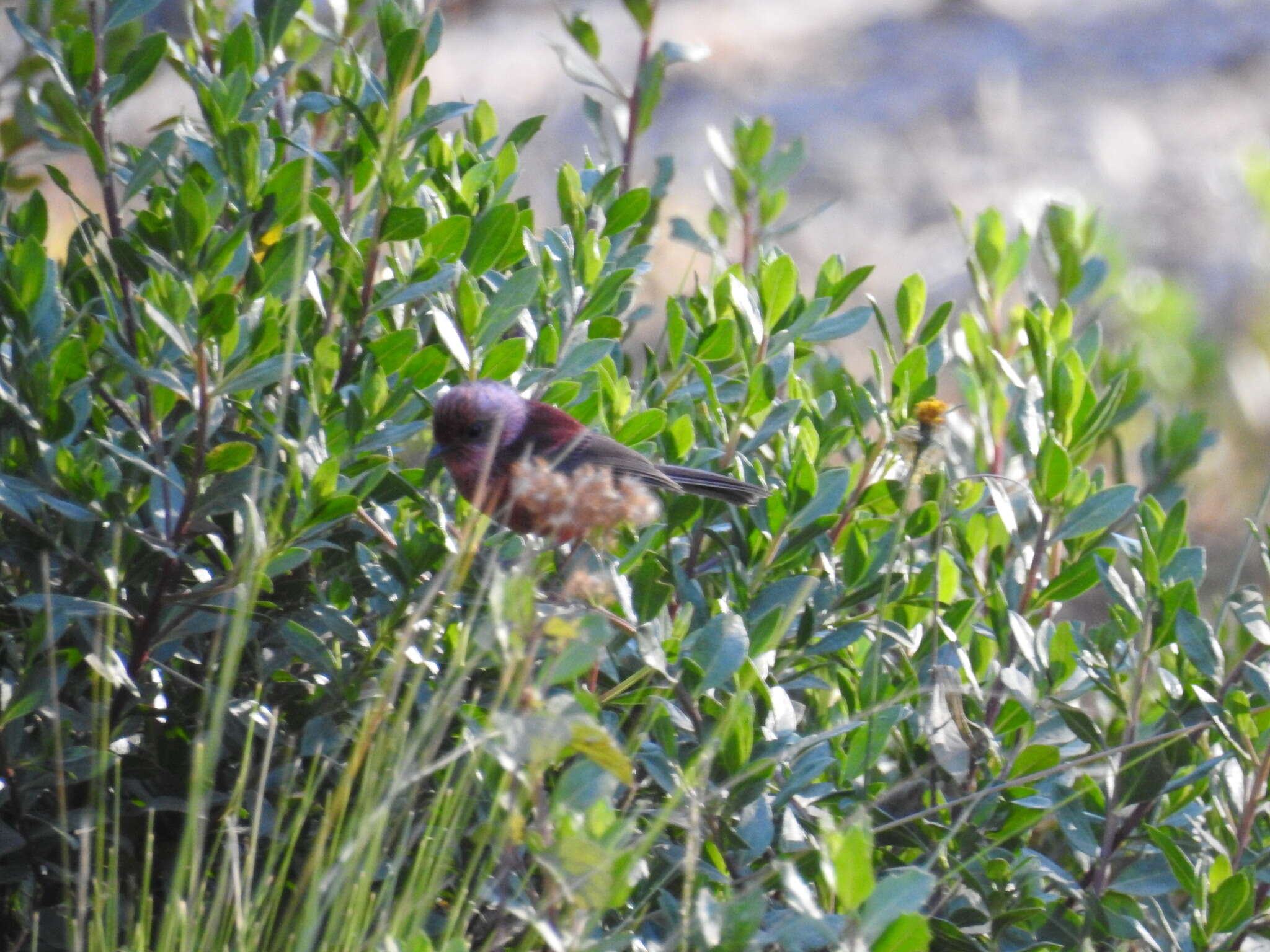 Image of Pink-headed Warbler