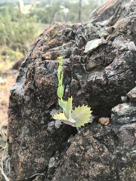 Слика од Streptanthus hesperidis Jeps.