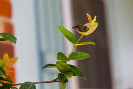 Image of Horace's Duskywing