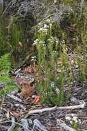 Image of Conospermum taxifolium C. F. Gaertner