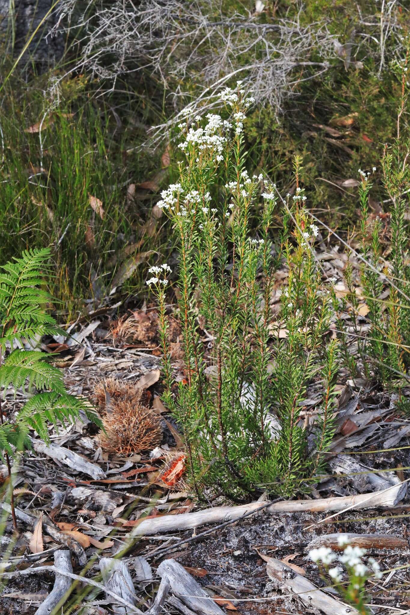 Image of Conospermum taxifolium C. F. Gaertner