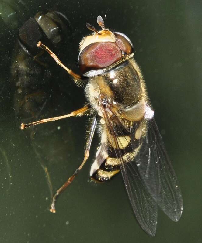 Image of Scaeva dignota (Rondani 1857)