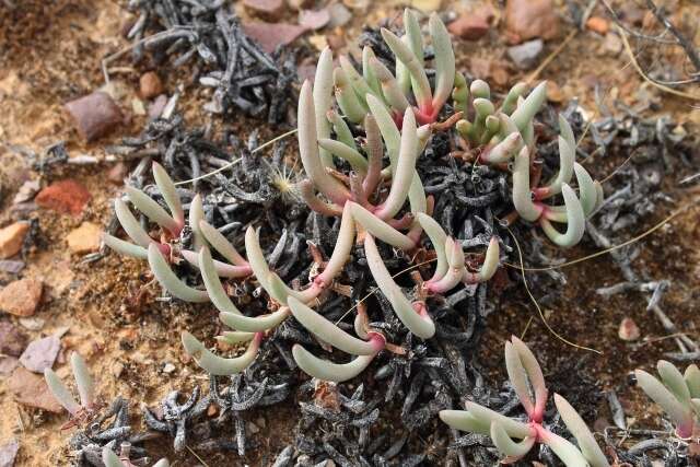 Image of Cephalophyllum corniculatum (L.) Schwant.