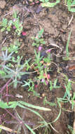 Image of slender phlox