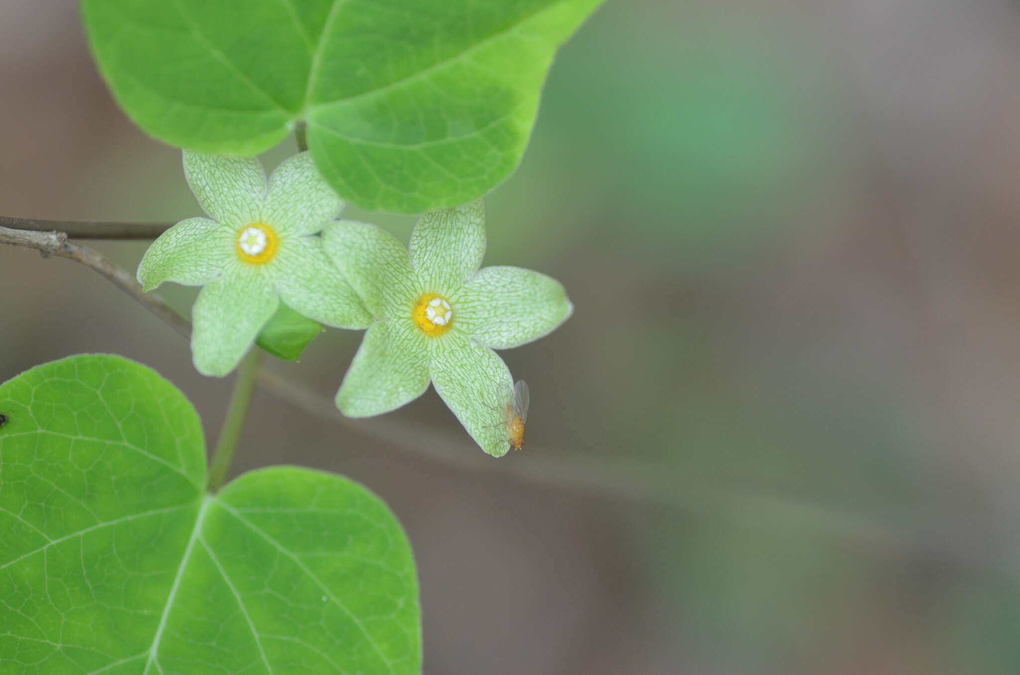 Sivun Matelea alabamensis (Vail) R. E. Woodson kuva