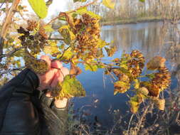 Physocarpus opulifolius (L.) Maxim. resmi