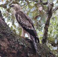 Nisaetus nipalensis Hodgson 1836 resmi