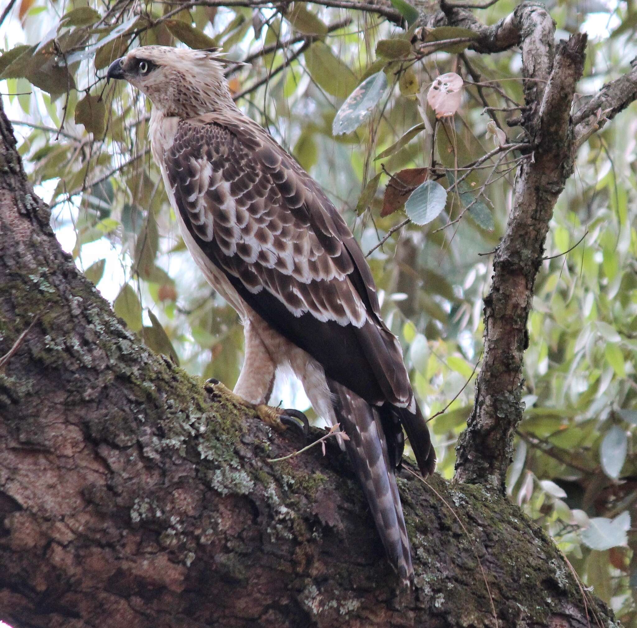 Nisaetus nipalensis Hodgson 1836 resmi