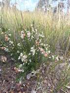 Image de Phyllanthus calycinus Labill.