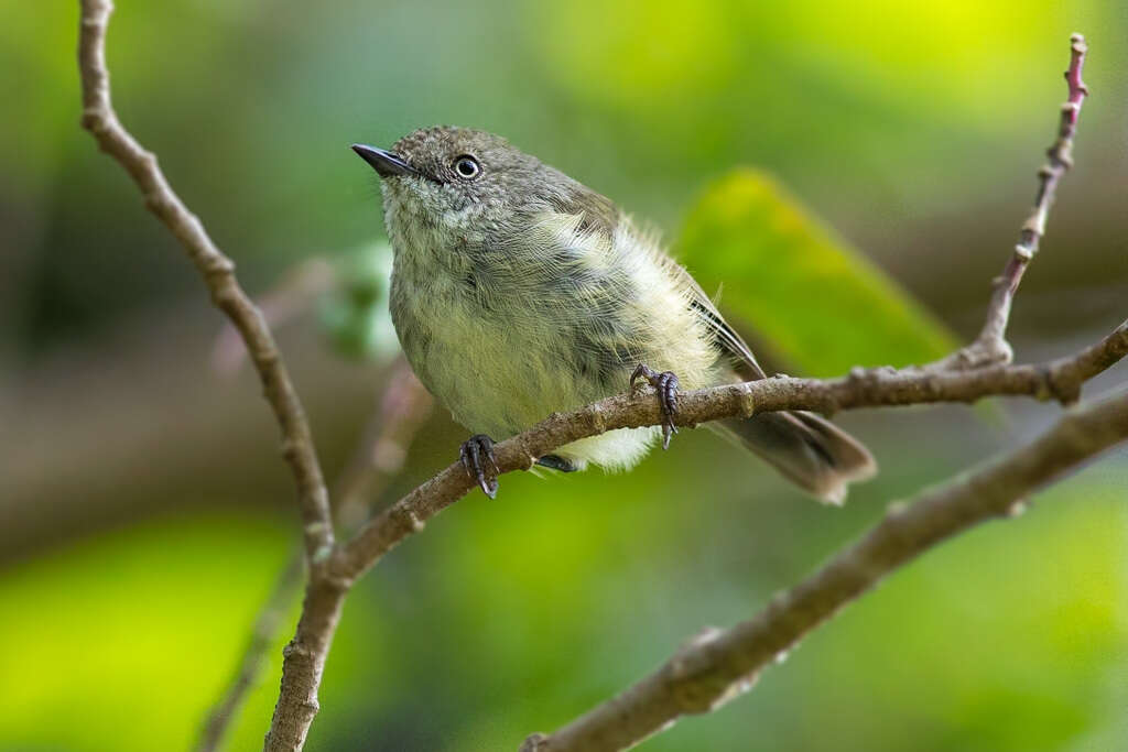 Image of Mountain Thornbill