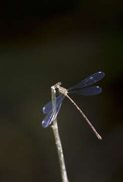 Image of Heteragrion alienum Williamson 1919