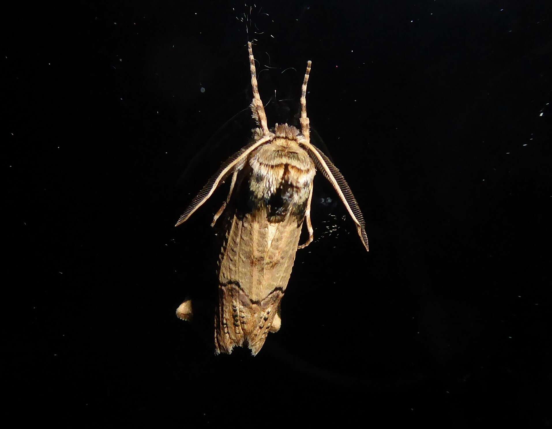 Image of Declana junctilinea Walker 1865