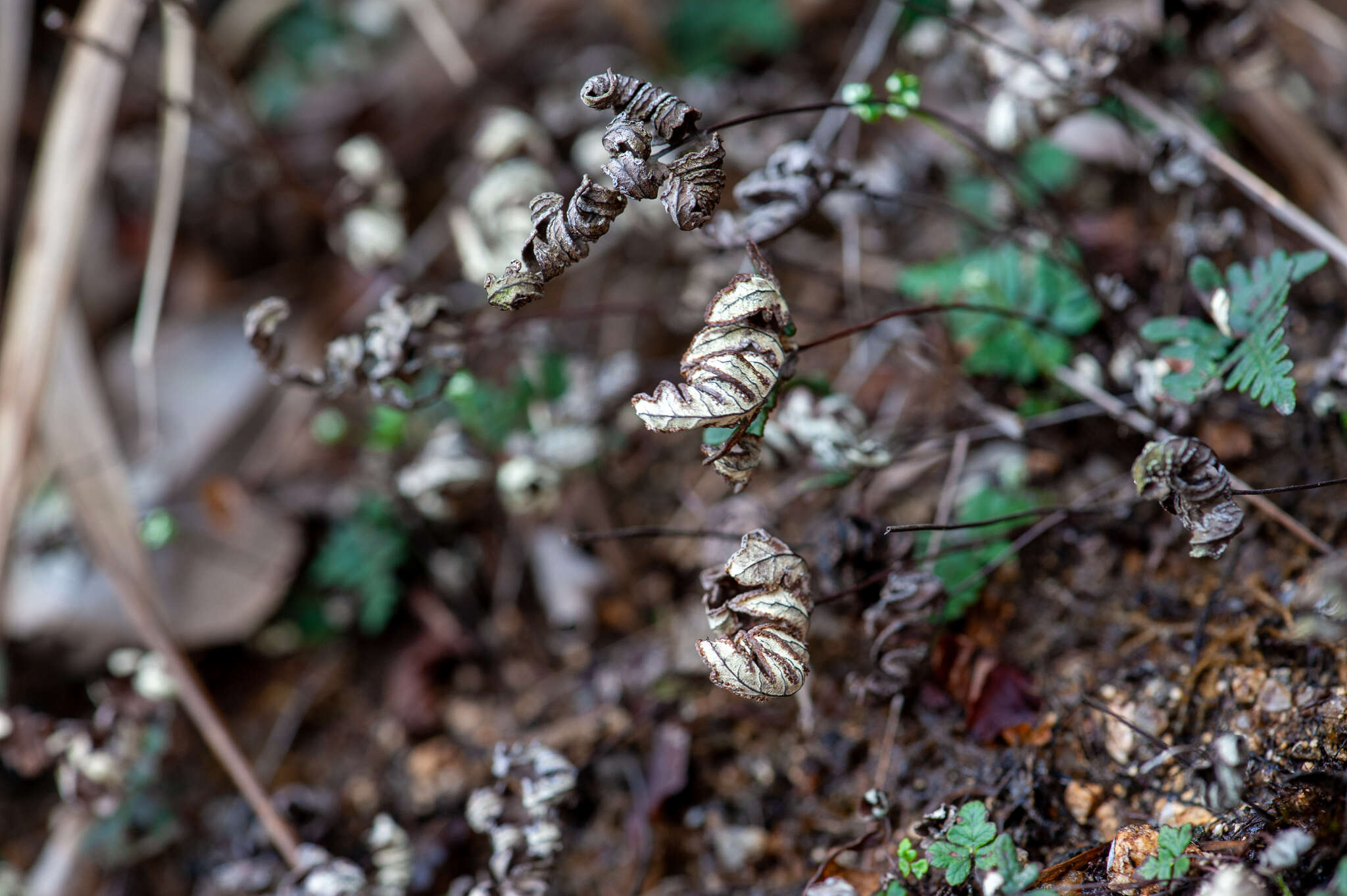 Image of Aleuritopteris argentea (S. G. Gmel.) Fée