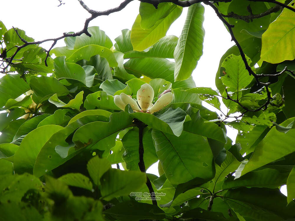 Image of Japanese Big Leaf Magnolia