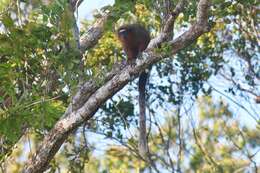 Image of Doubtful Titi Monkey