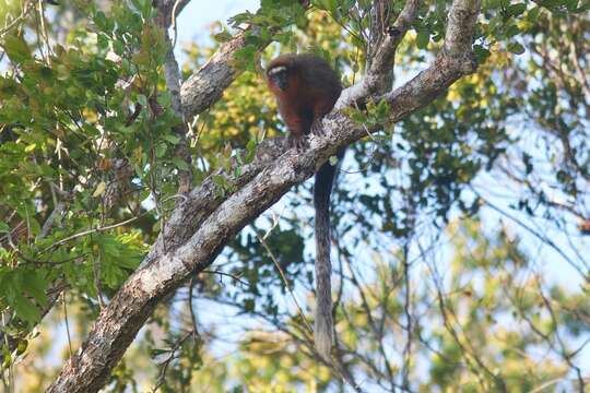 Image of Doubtful Titi Monkey