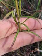 Image of Canadian Horseweed