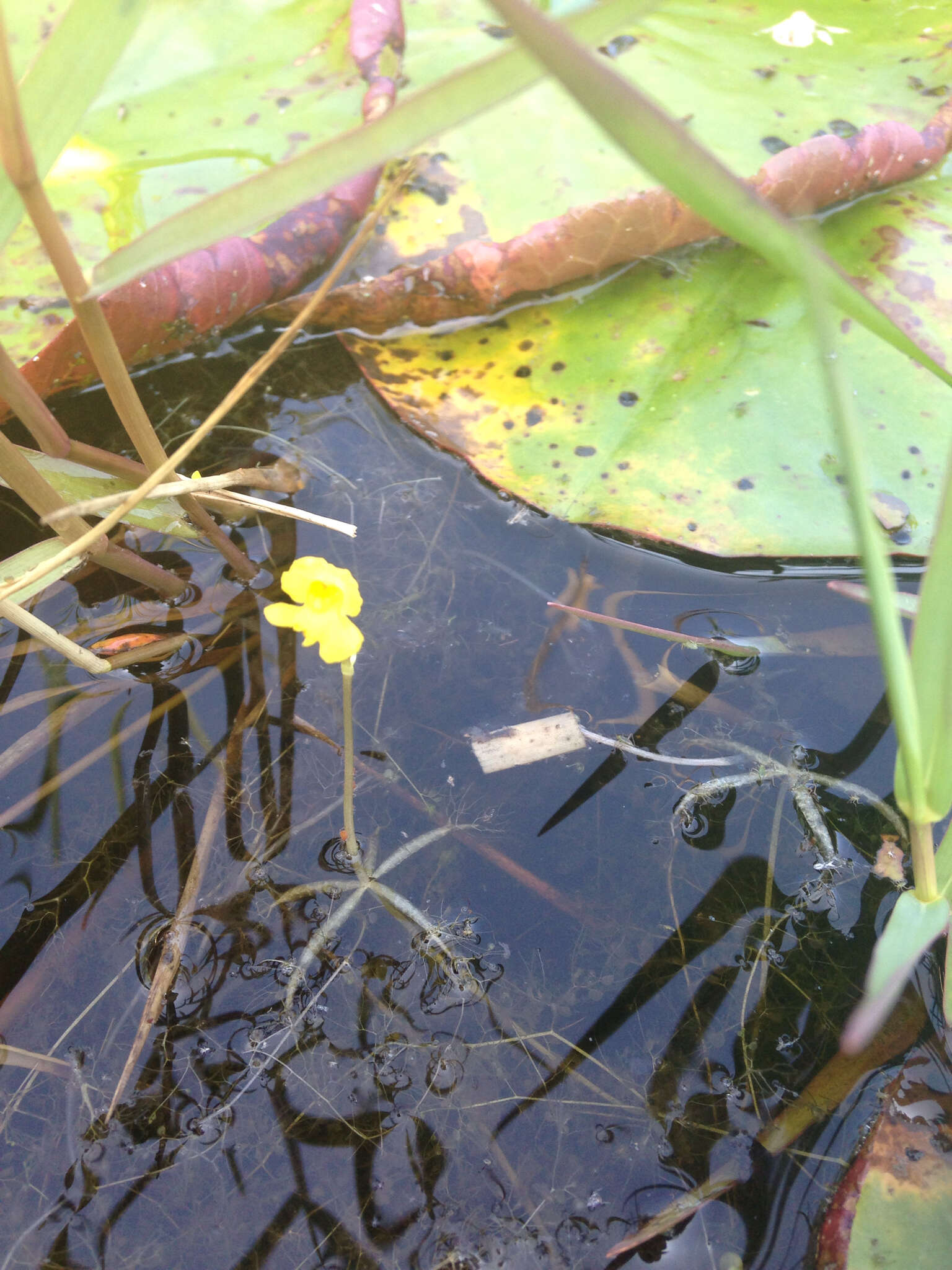 Plancia ëd Utricularia radiata Small