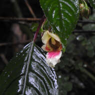 Image of Impatiens disotis Hook. fil.