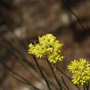 Image of Glischrocaryon aureum (Lindl.) Orchard