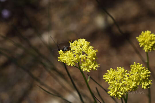 Image of Glischrocaryon aureum (Lindl.) Orchard