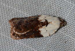 Image of Acleris braunana McDunnough 1934