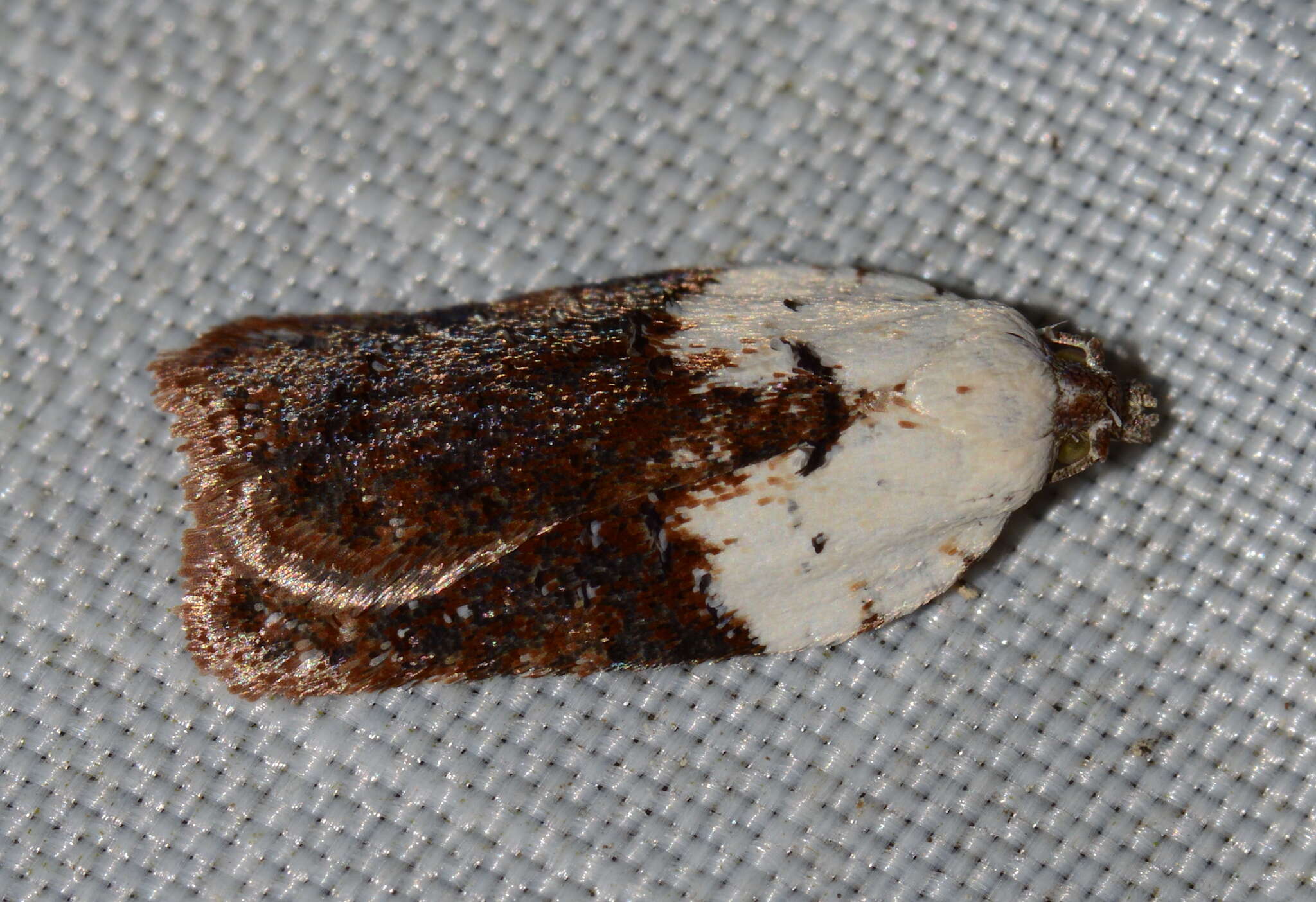 Image of Acleris braunana McDunnough 1934