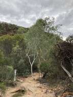 Image of Eucalyptus camaldulensis subsp. arida Brooker & M. W. Mc Donald