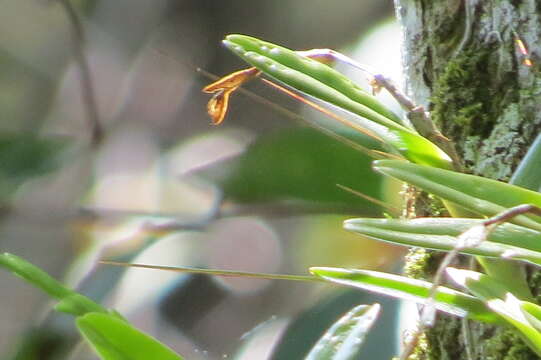 Image de Epidendrum rigidum Jacq.