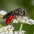 Sphecodes dichrous Smith 1853 resmi