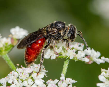 Sphecodes dichrous Smith 1853 resmi