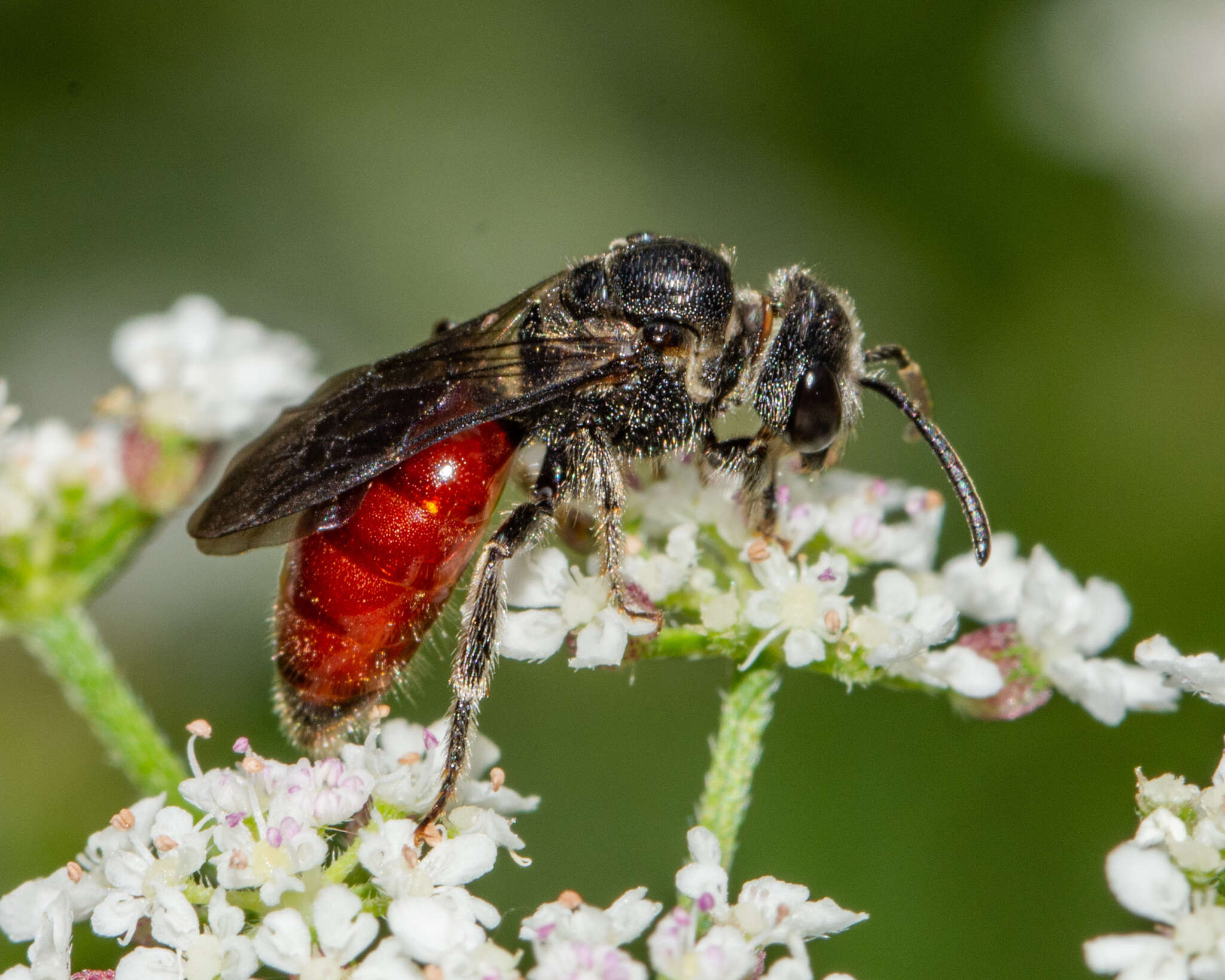 Image of Sphecodes dichrous Smith 1853