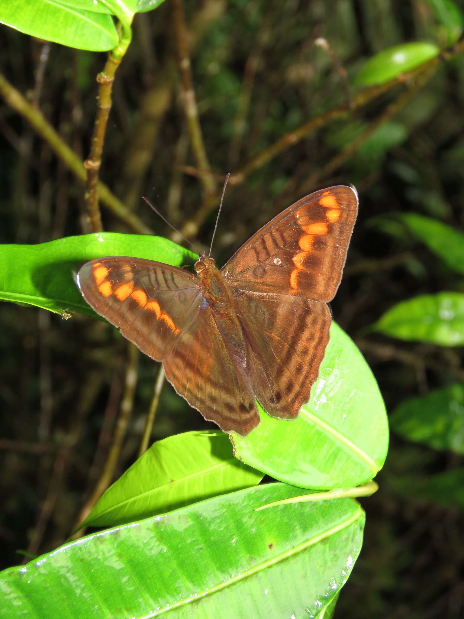 Imagem de Adelpha levona