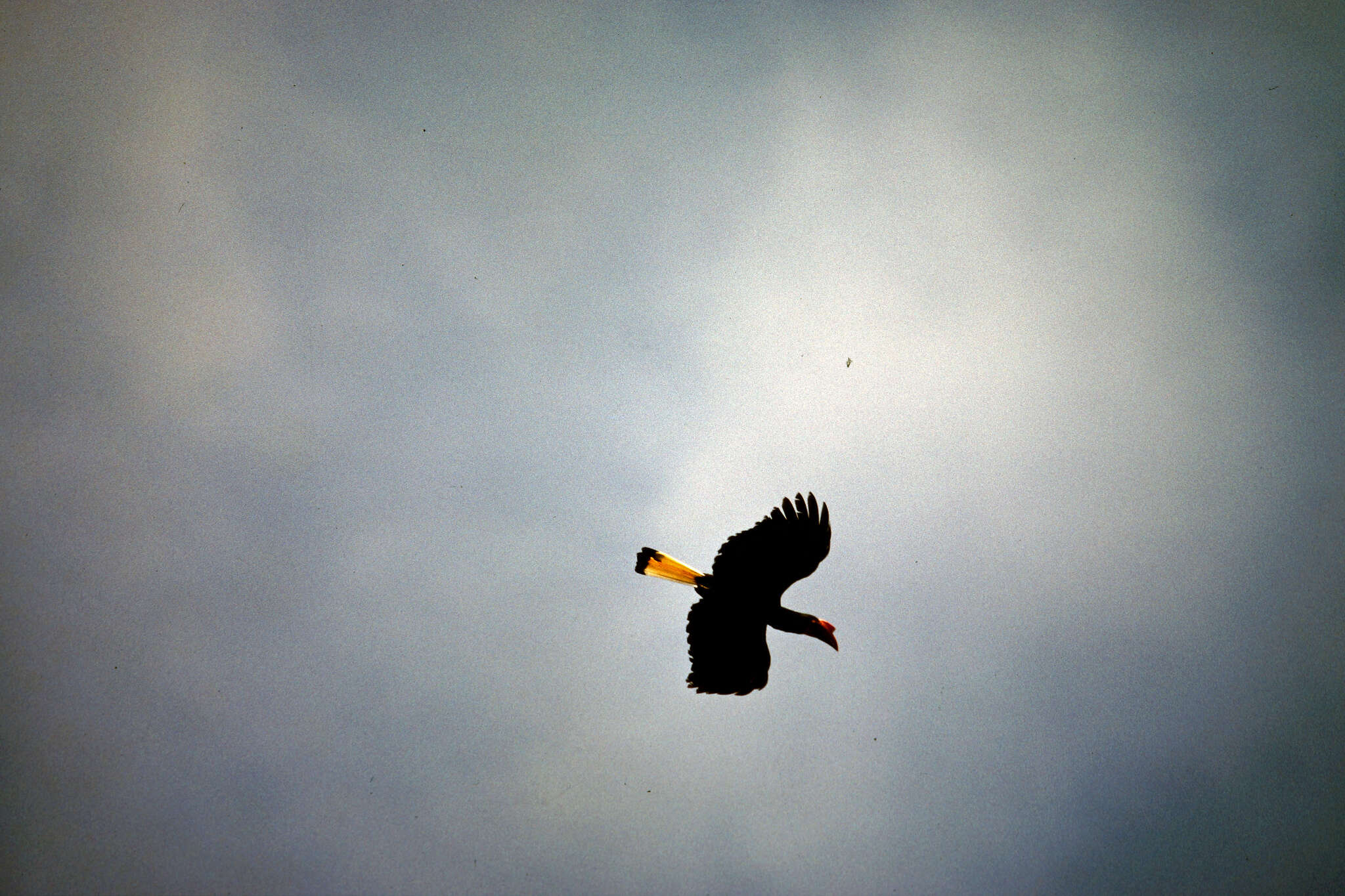 Image of Writhed Hornbill