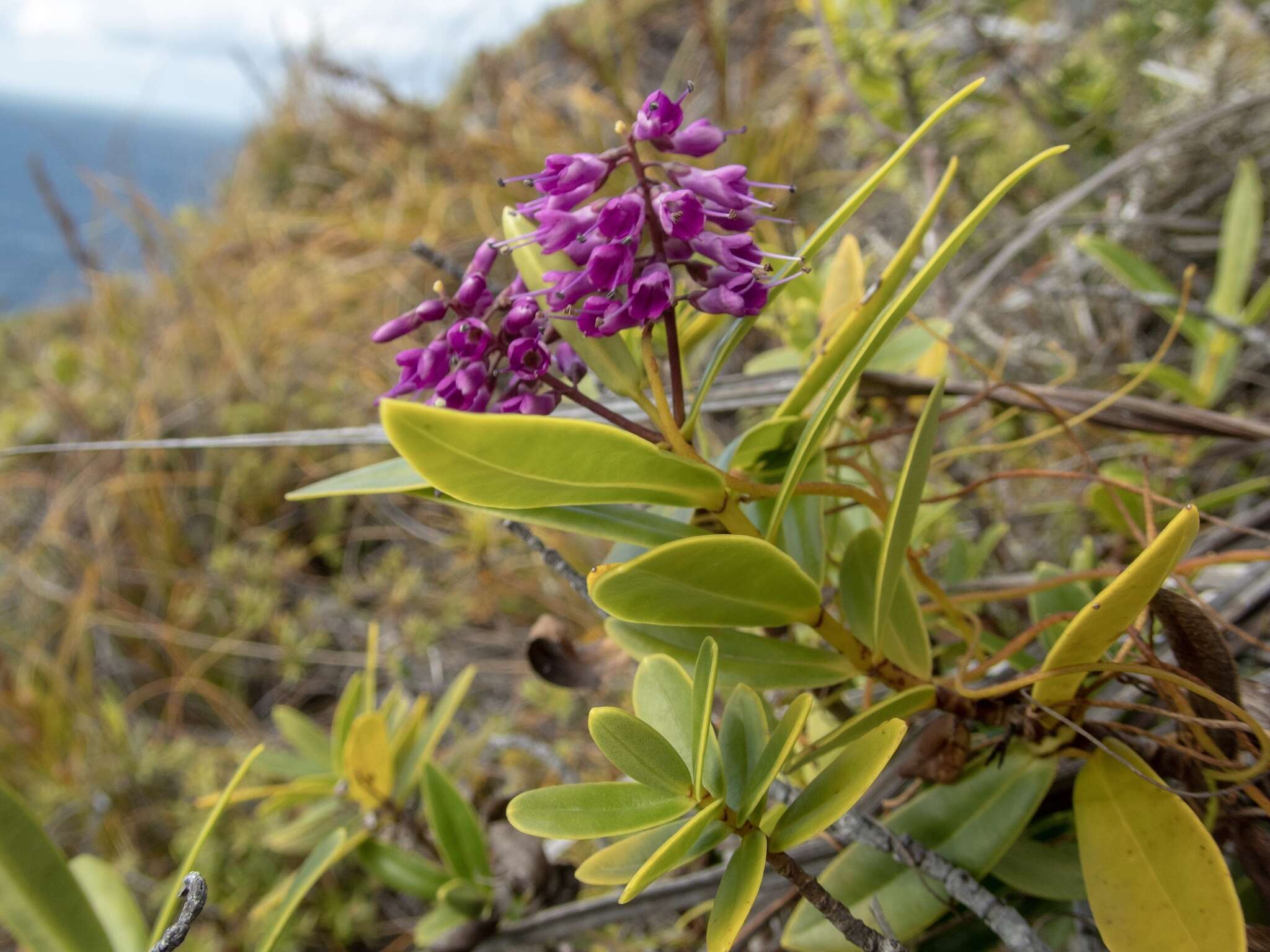 Image de Veronica punicea Garn.-Jones