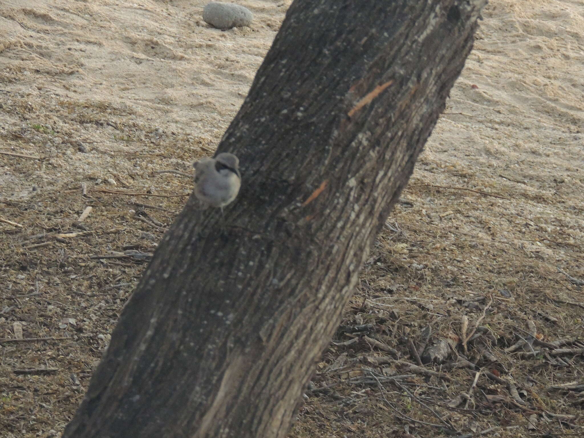 Image of San Cristobal Mockingbird