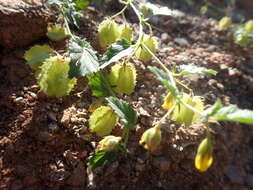 Plancia ëd Hermannia pauciflora S. Wats.