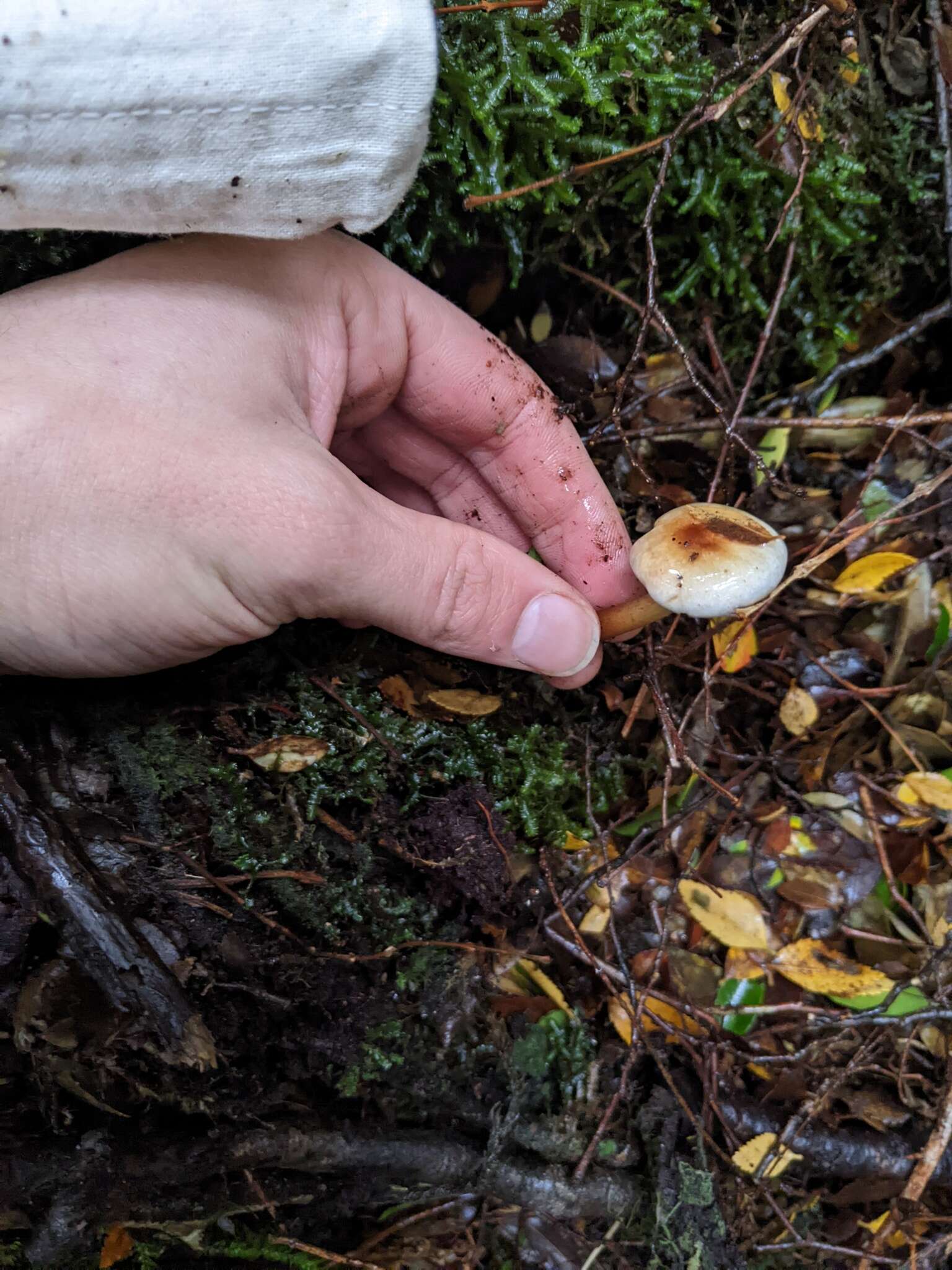 Plancia ëd Austropaxillus boletinoides (Singer) Bresinsky & Jarosch 1999