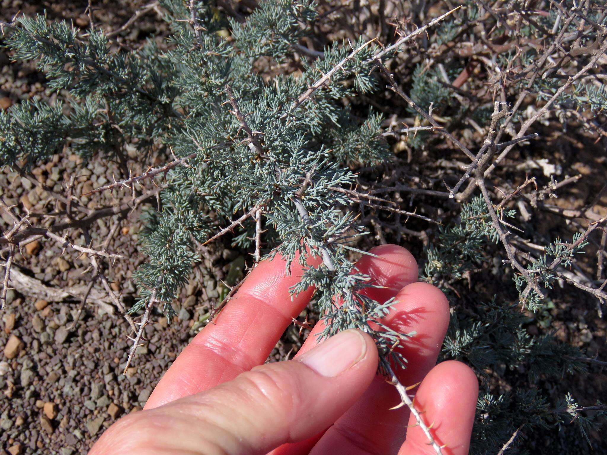 Image of Asparagus glaucus Kies