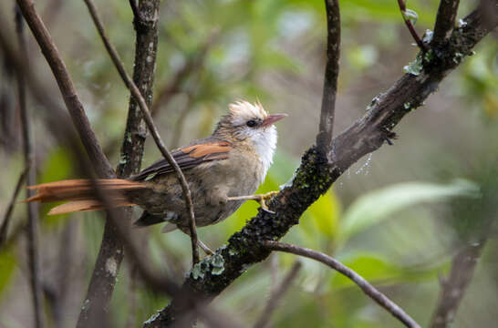 Image of Creamy-crested Spinetail