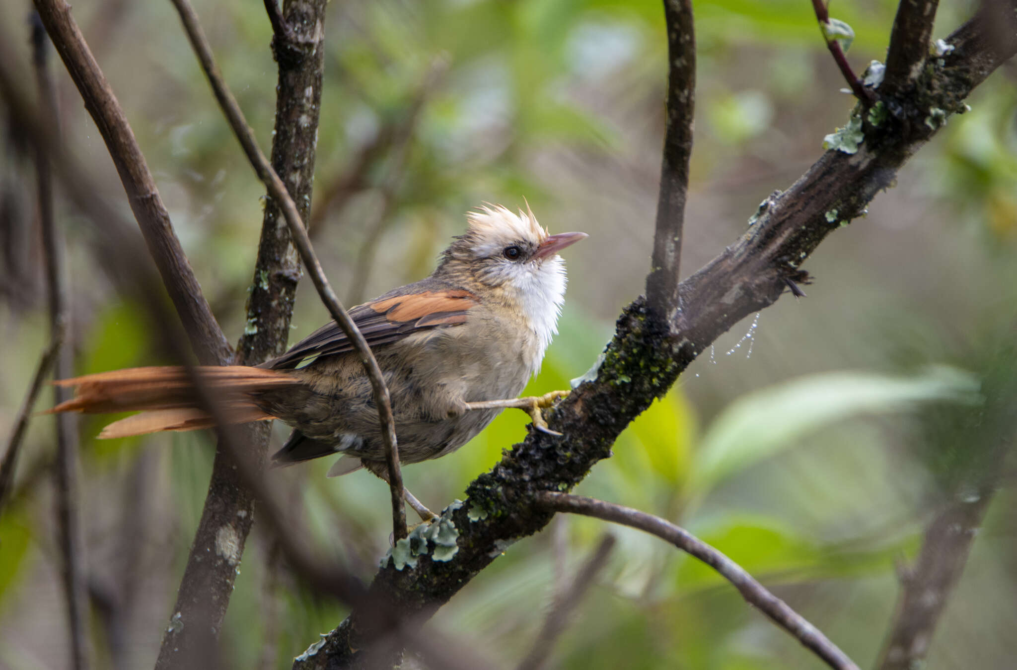 Image of Creamy-crested Spinetail