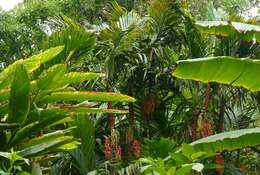 Image of Ivory cane palm