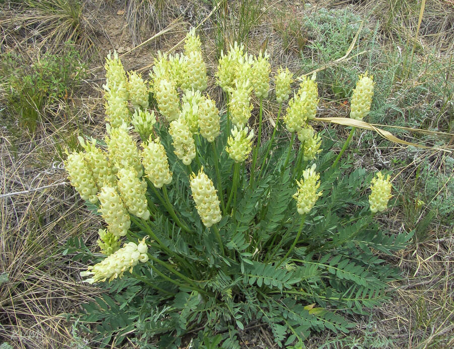 Image of Astragalus follicularis Pall.