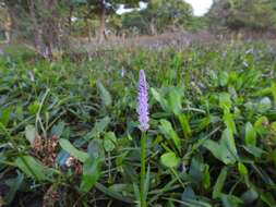 Image of Drifting Sword Plant