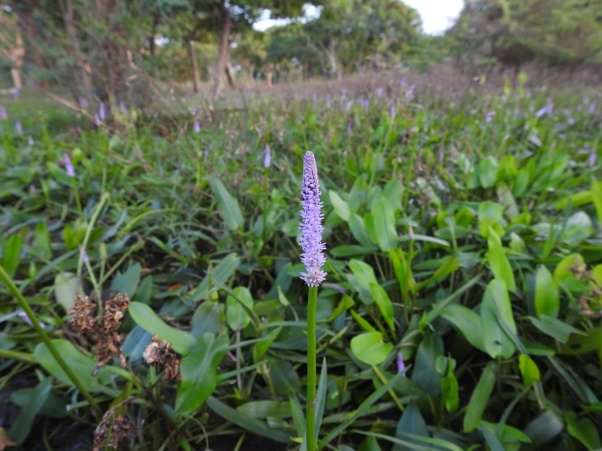 Image of Drifting Sword Plant