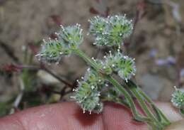 صورة Cryptantha gracilis Osterh.