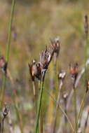 Image of Ceratocaryum pulchrum H. P. Linder