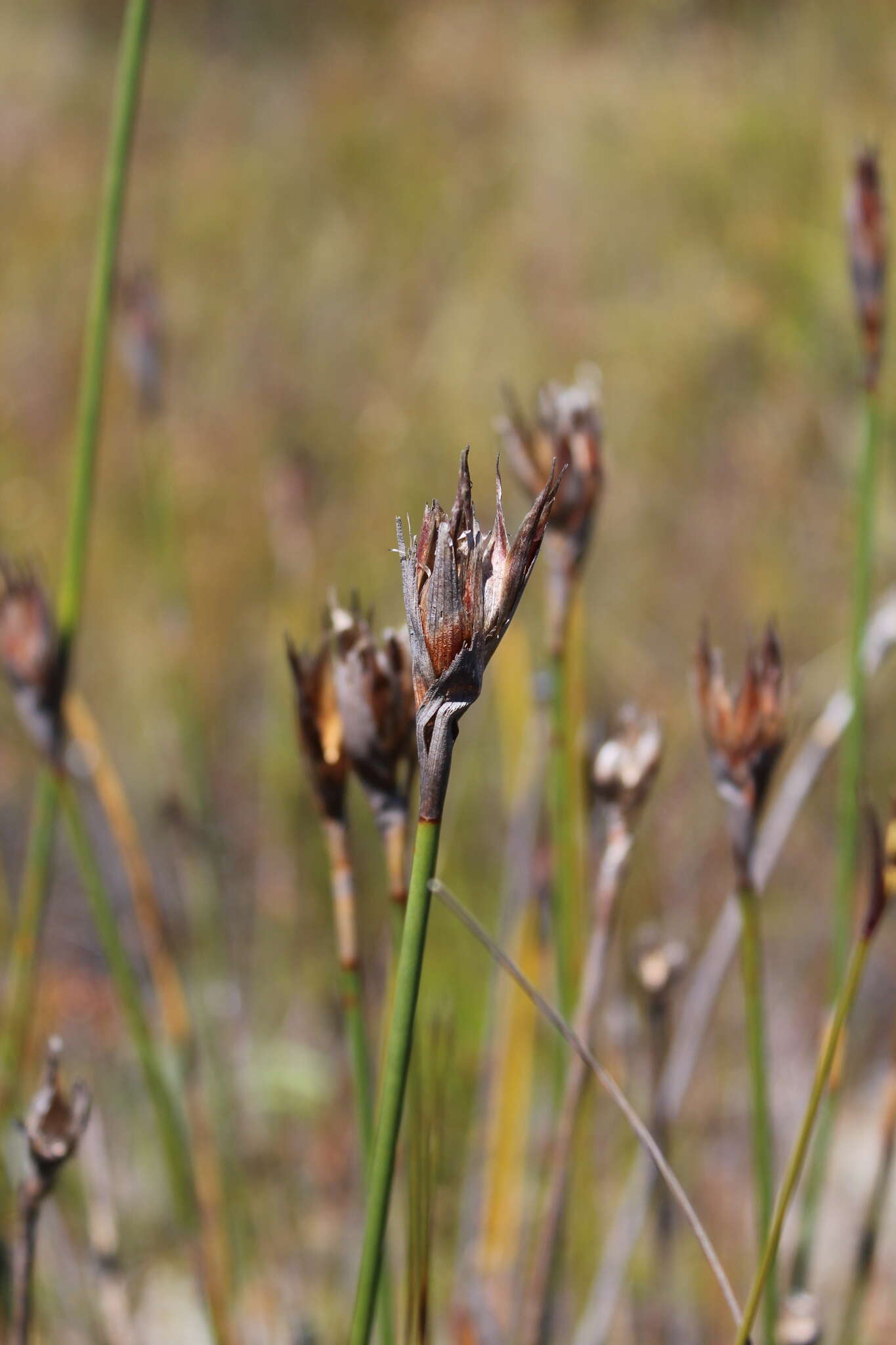 Image of Ceratocaryum pulchrum H. P. Linder