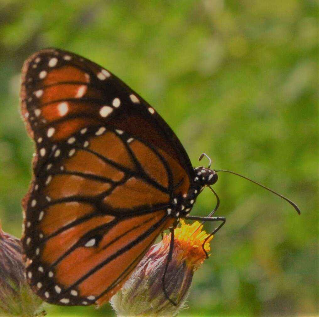 Sivun Danaus (Anosia) eresimus subsp. montezuma Talbot 1943 kuva